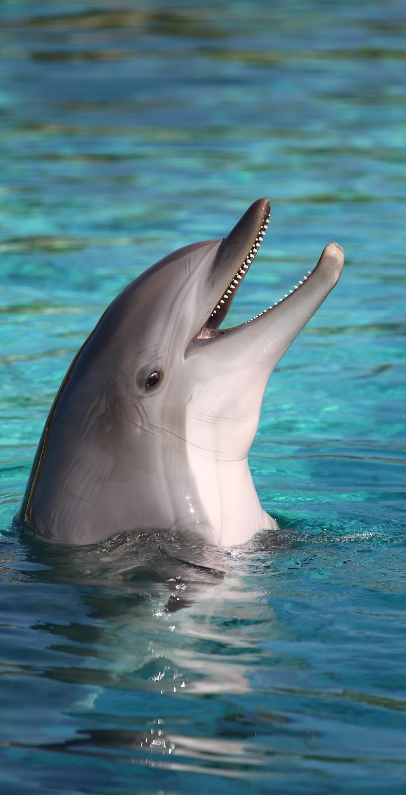 Picture of a smiling dolphin.