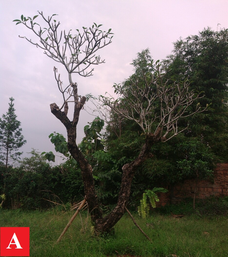 Tukang Taman Murah : Jual pohon kamboja fosil besar | tanaman hias