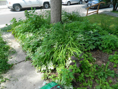 Little Italy Toronto Front Garden Clean up before by Paul Jung Gardening Services Little Italy Toronto Front Garden Clean up before by Paul Jung Gardening Services