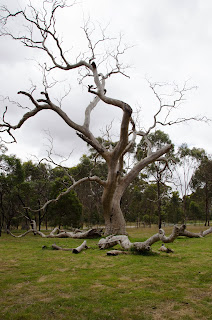 an old bush tree in woodland historic park, melbourne, australia 