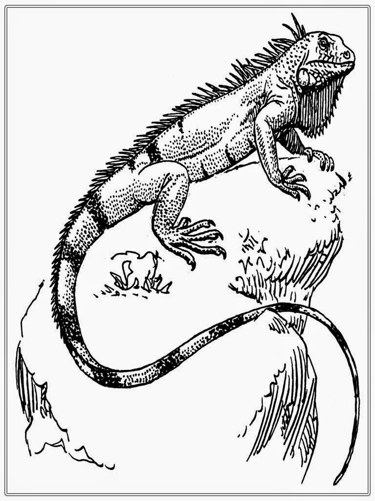 iguana coloring pages to print - photo #33