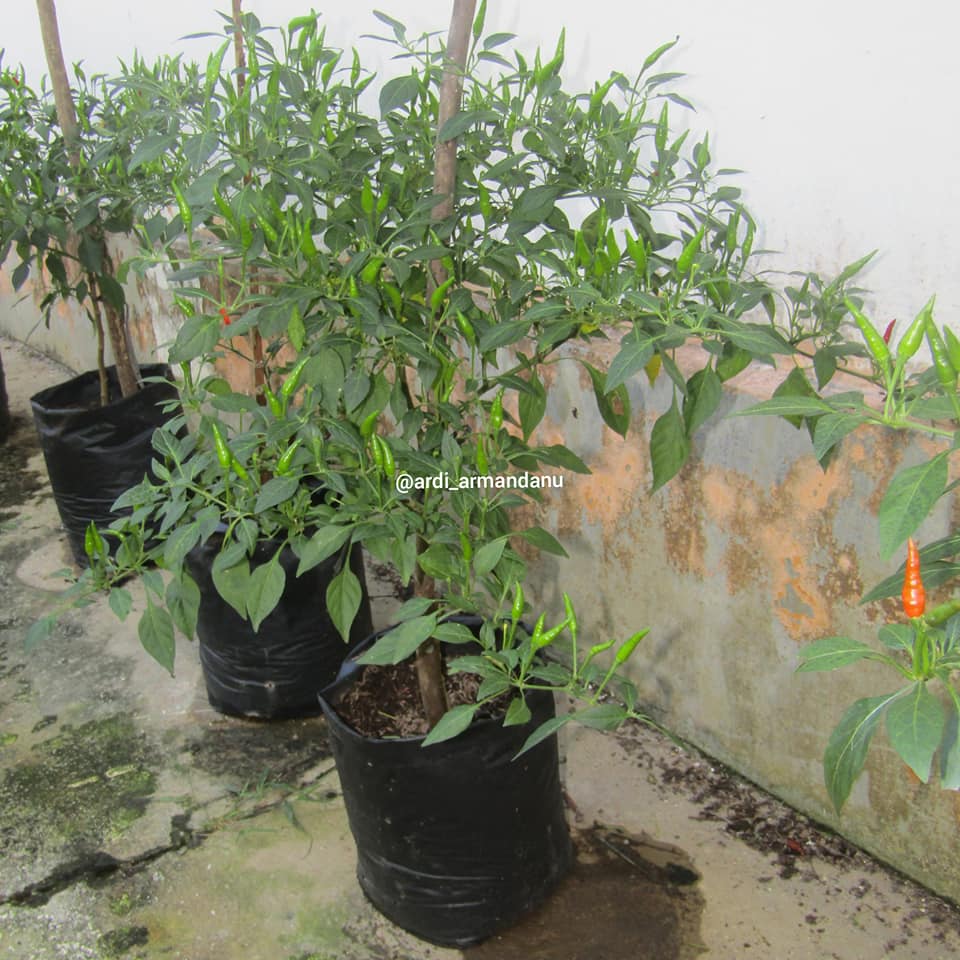 Cara Menanam Cabe Di Polybag