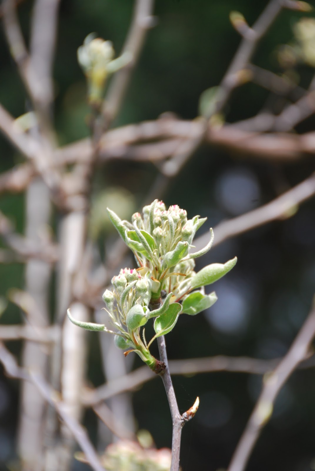 terra-e-sementes-macieira