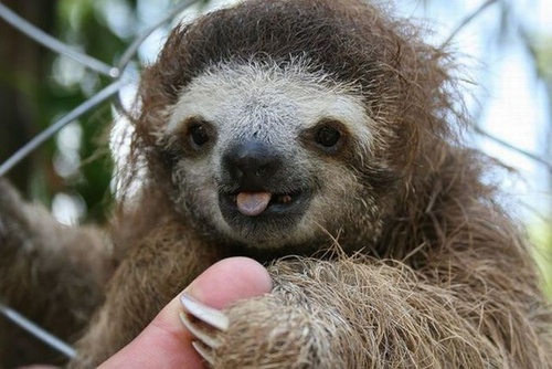Woe∙be∙gone: Sloths. Just sloths