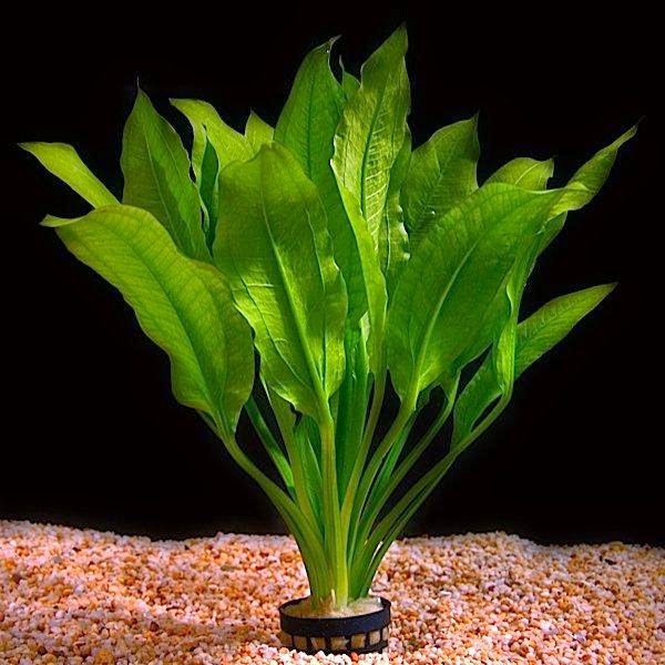 Bogwood conjunto con la Anubias Hardy planta acuática