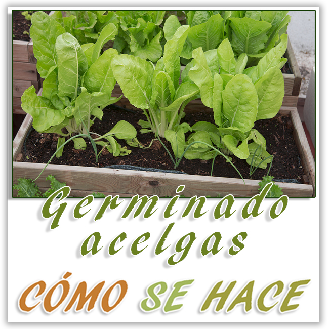  Germinar y cultivar acelgas