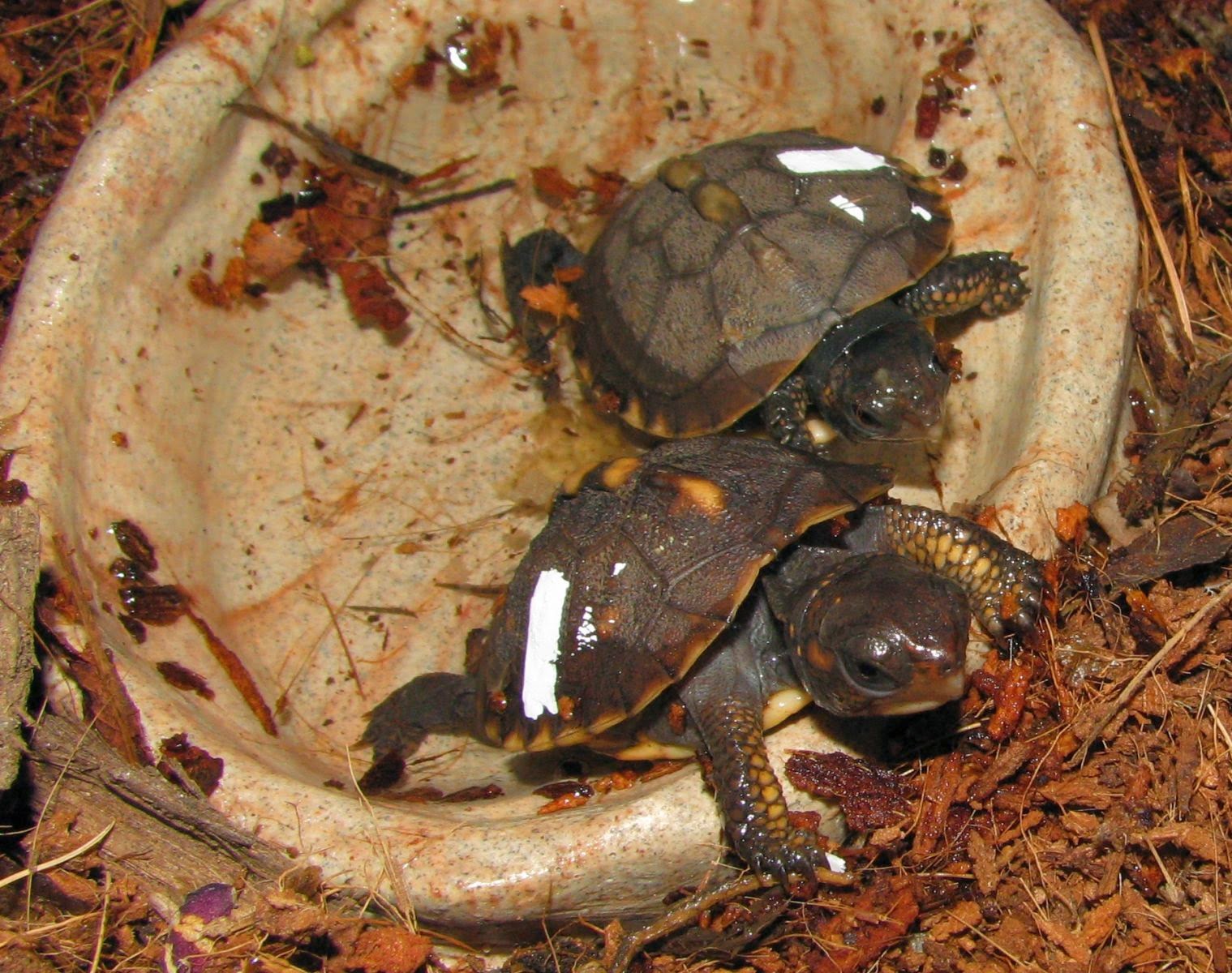 what-do-eastern-box-turtles-eat