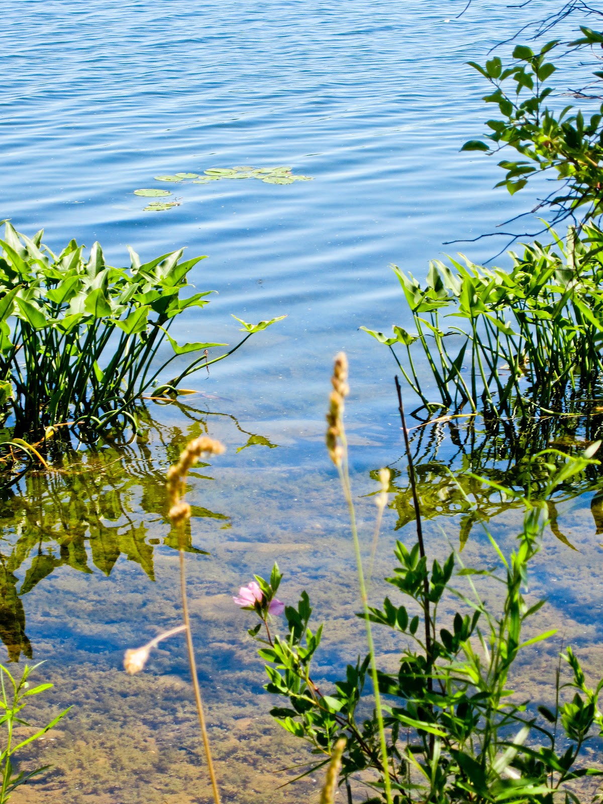 Trail and Park Reviews Baw Beese Walking Trail, Hillsdale Michigan