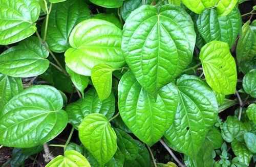 Obat Cacar Air Tradisional Obat Cacar Air Tradisional