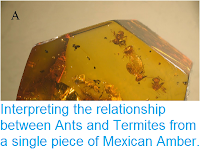 http://sciencythoughts.blogspot.co.uk/2014/10/interpreting-relationship-between-ants.html