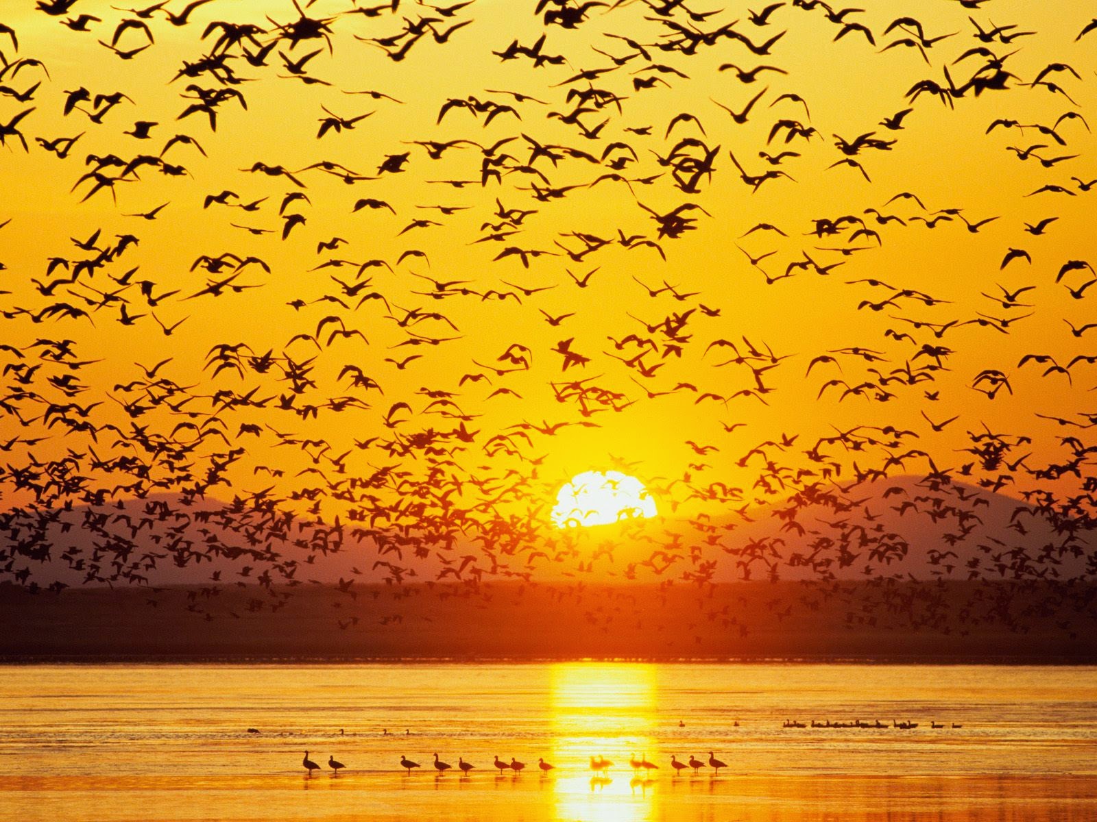 Kuşlar hep güneşe doğru uçar.