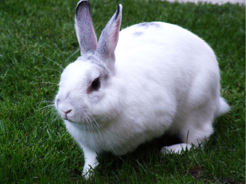 Run rabbit run tuesday s dose 31st january 2012