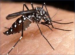 Milagres registra 206 casos de dengue;Há risco de epidemia 
