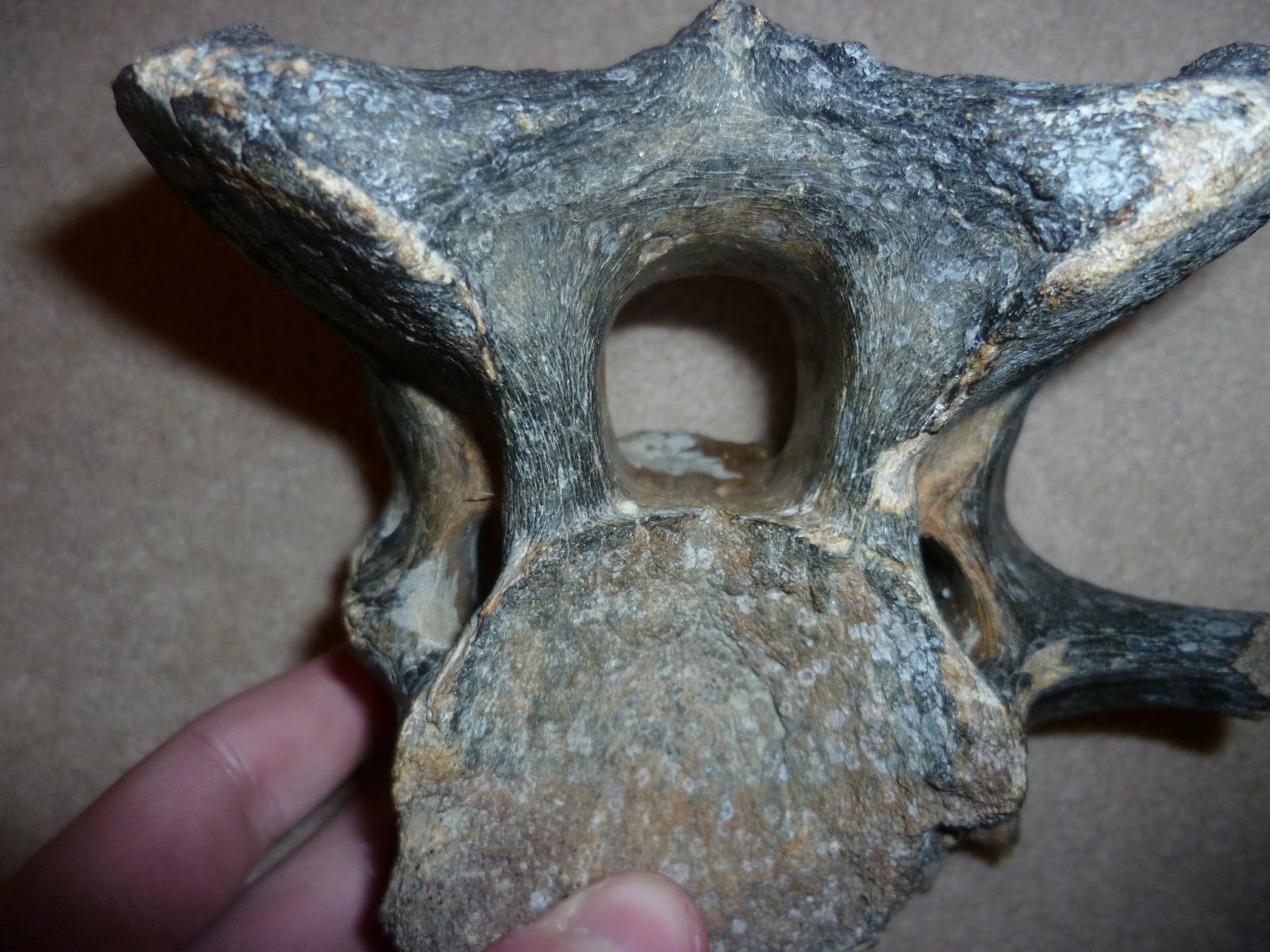 The Fossil Record: Identification Guide