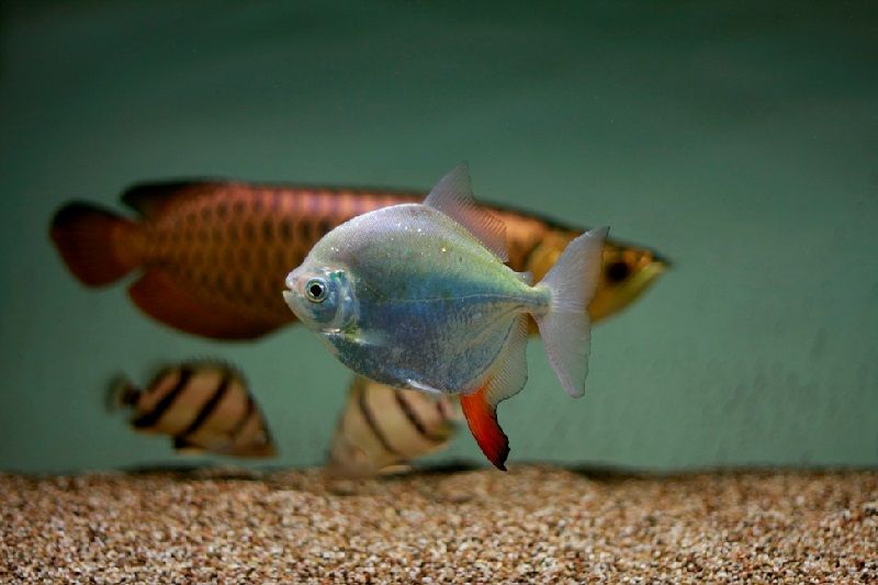 Gambar Red Hook Fish Teman Ikan Arwana Di Akuarium