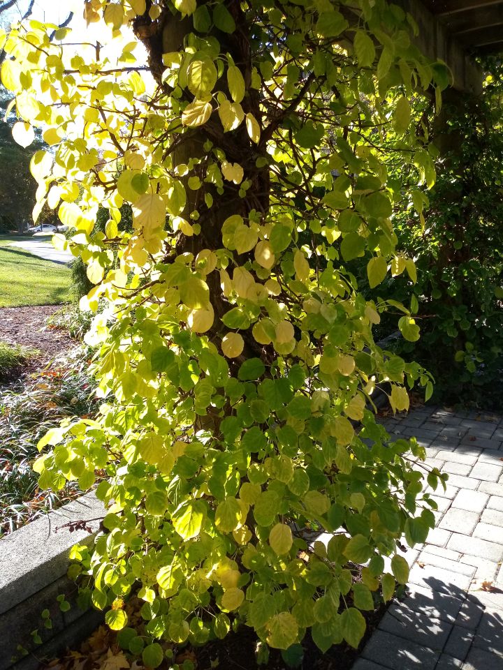 Got Shade Moonlight Japanese Hydrangea Vine