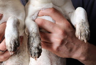 Look how filthy their feet are! Look how filthy their feet are!