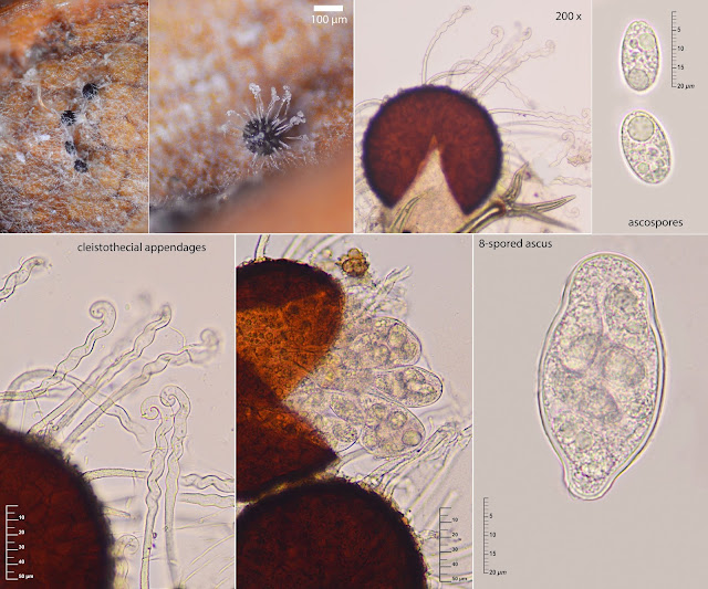 Erysiphe flexuosa