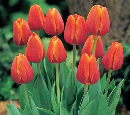 an Opportunity Lovely Arti  Dibalik Warna  Bunga  Tulip 