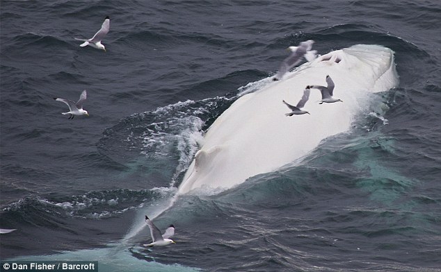 The real-life Moby Dick: Incredibly rare WHITE humpback whale spotted off coast of Norway