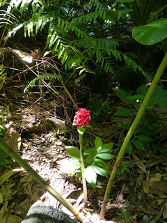 Tapeinochilos ananassae (Reine de Malaisie ou Rose de Malaisie) Tapeinochilos ananassae (Reine de Malaisie ou Rose de Malaisie)