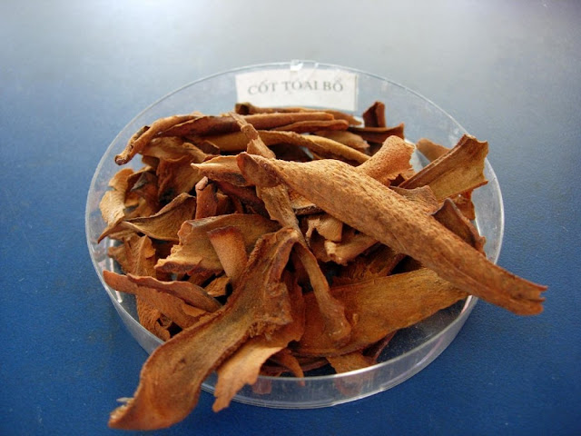 Bổ Cốt Toái - Drynaria fortunei - Nguyên liệu làm thuốc Chữa Tê Thấp và Đau Nhức