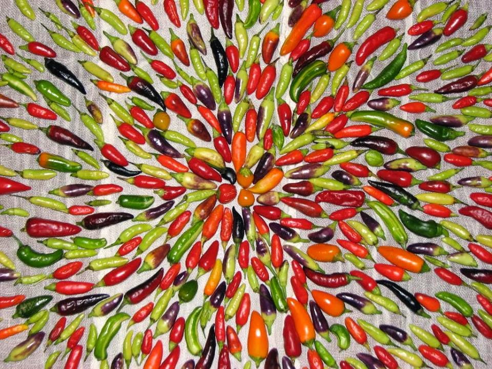 FAIDA ZA PILIPILI KICHAA KIAFYA NA KITIBA Mzizi Mkavu