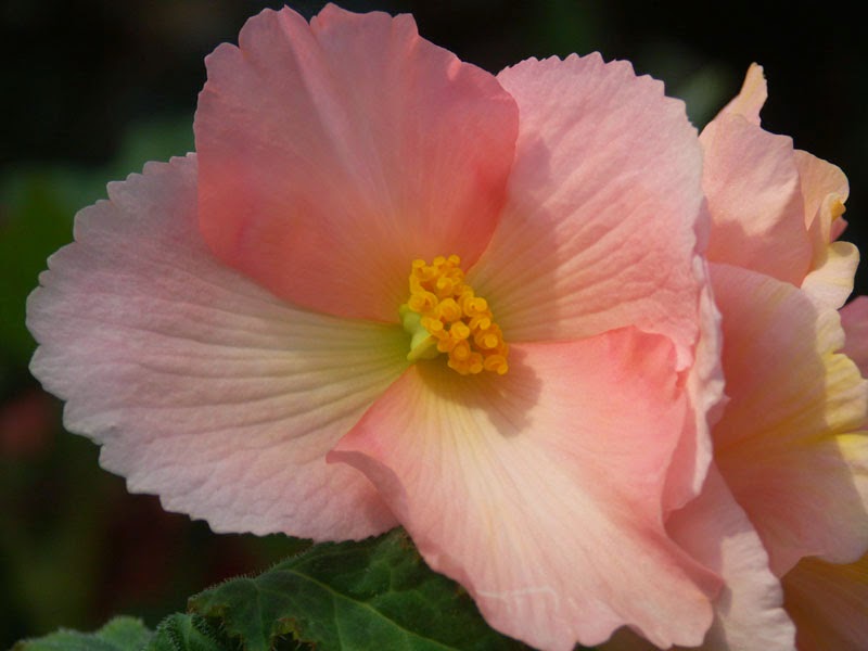 Всё о бегониях и не только...: Женские и мужские цветки у бегоний ...