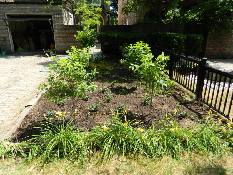 Limelight Hydrangeas In Bloom