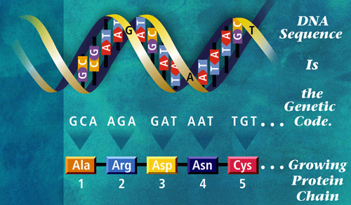 The Meniscus: Designer Genes