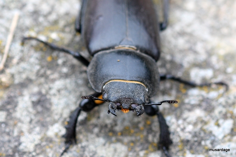 La femelle lucane cerfvolant.  Musardage du côté de Trégunc