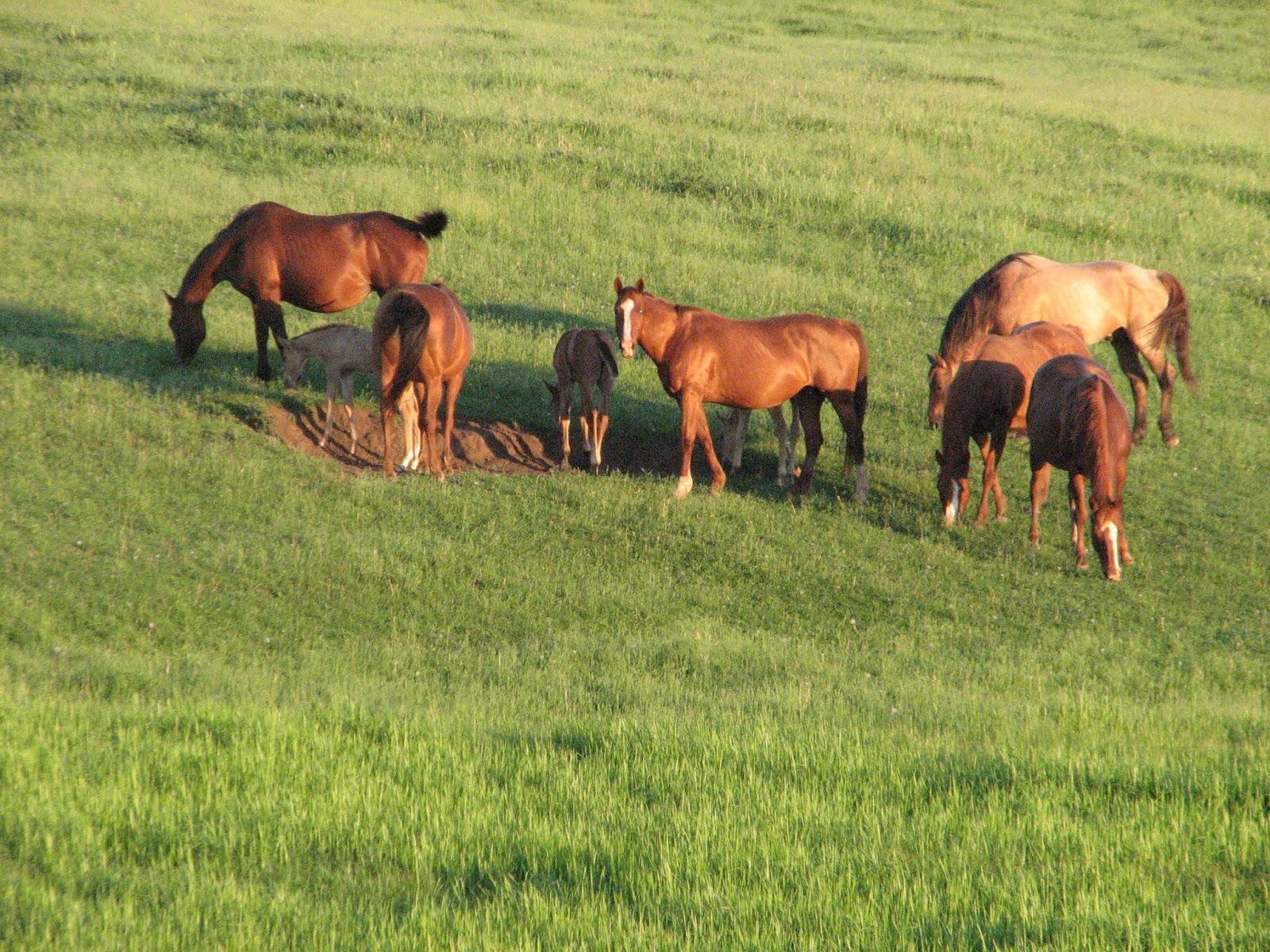 Windy Creek Quarter Horses
