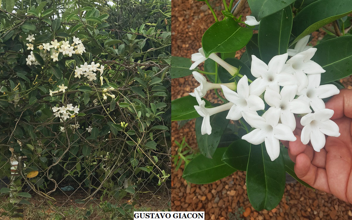 Viveiro Ciprest - Plantas Nativas e Exóticas: Jasmim de Madagascar (  Stephanotis floribunda )