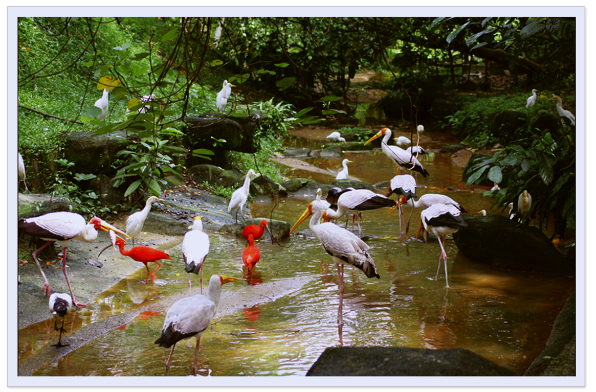 Myrokan Visiting To Kuala Lumpur Bird Park