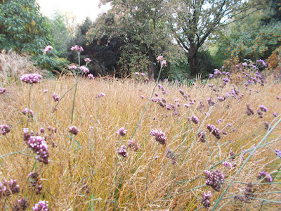 Combine grasses with flowers Reasons to Grow Ornamental Grasses in Your Garden Green Fingered Blog