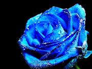 Download Free Wallpaper.Wallpapers for window.Wallpapers for desktop ,mobile . (blue rose daydreaming )