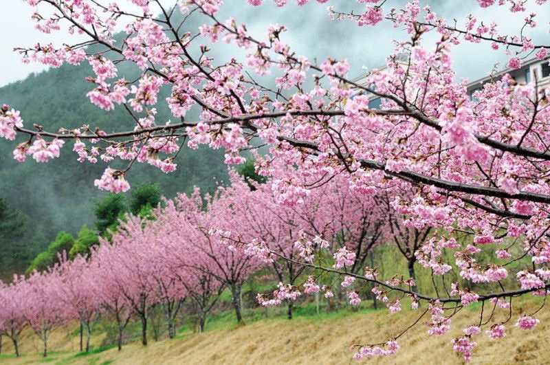 Gambar Bunga Sakura Jepang Indah Cantik Kata Waalaikumsalam