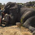 Why elephants are seeking refuge in Botswana