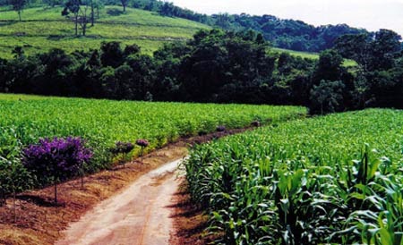 Guardiões da Geografia: Agricultura e Pecuária- Região Sudeste