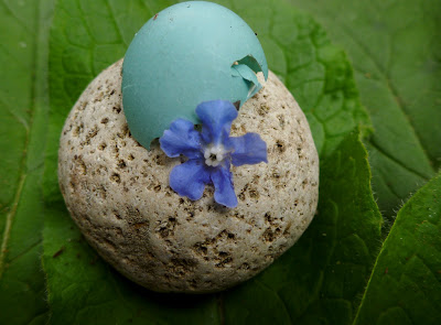 Rock, robin’s shell, and borage flower and leaves
