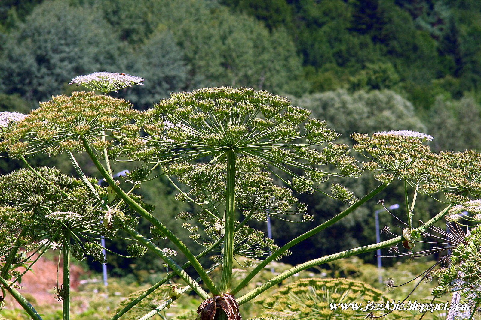 foto Barszcz Sosnowskiego