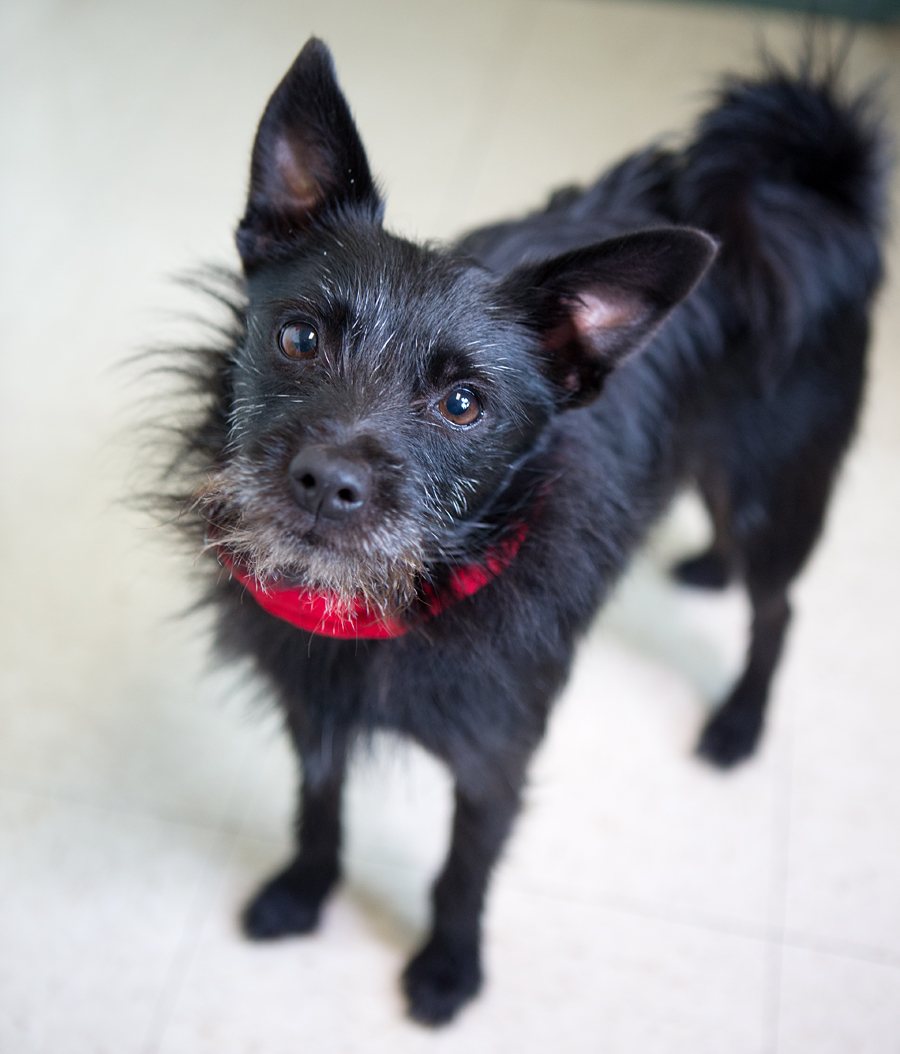 schipperke terrier mix