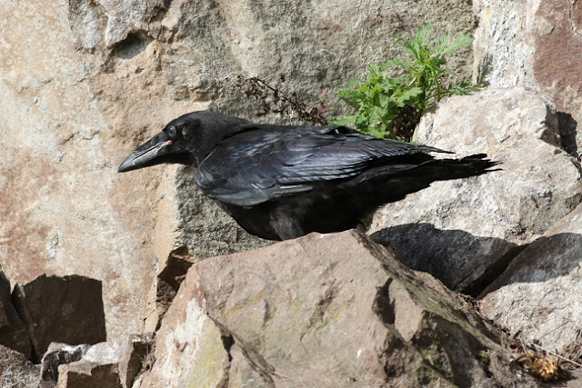 Raven in Stoney Stanton
