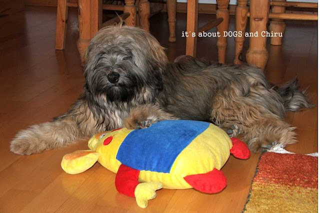 Tibet Terrier Chiru und sein Kuscheltier Kasimir