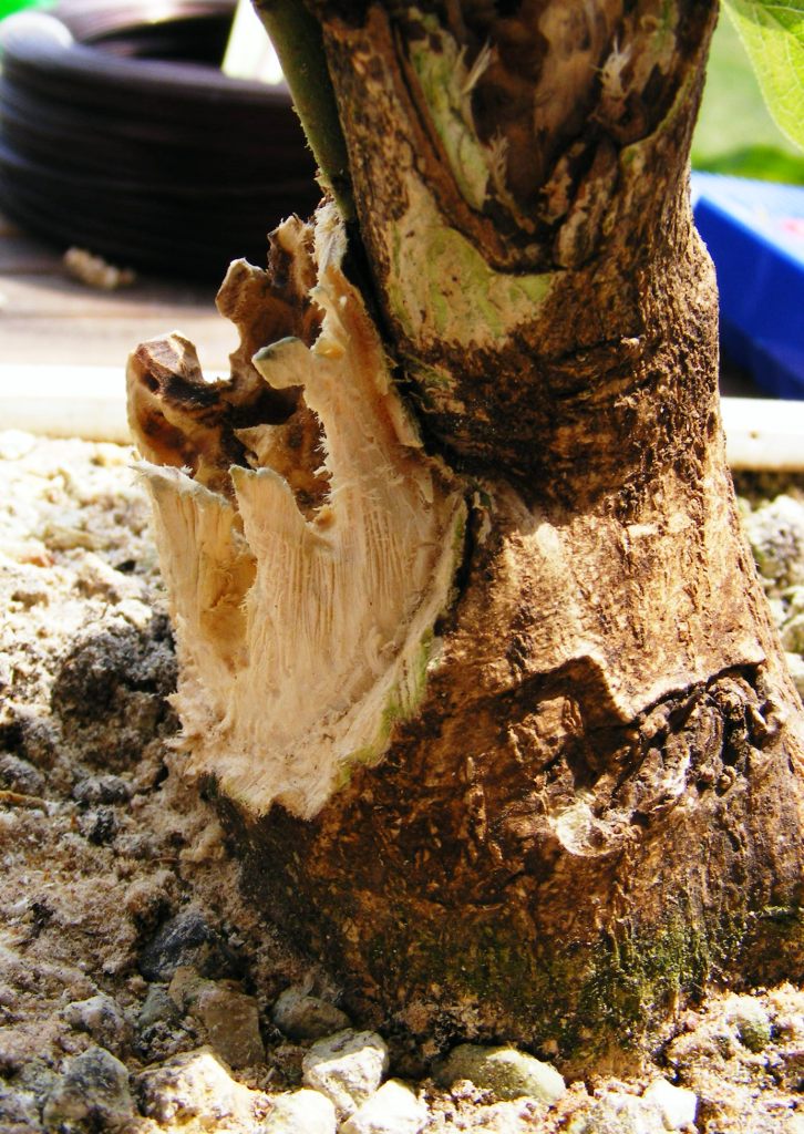 MapleTree's Bonsai Bonsai jin alakítás kecskerágón
