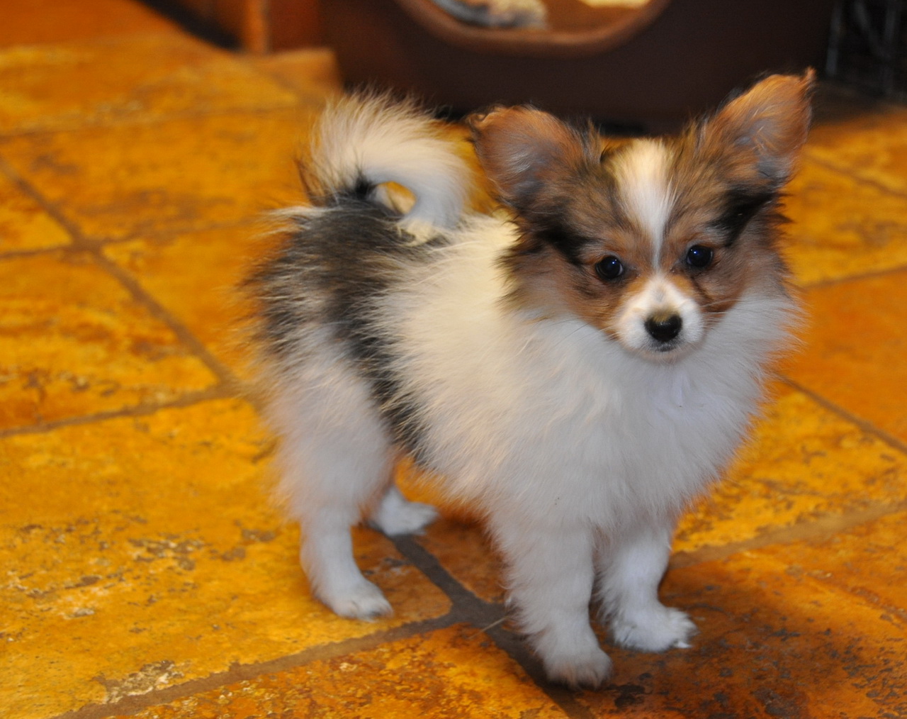 Road39;s End Papillons : 10 Week old Papillon Puppy