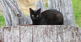 black cat black cat