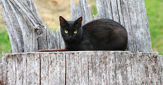 black cat on a tree stump