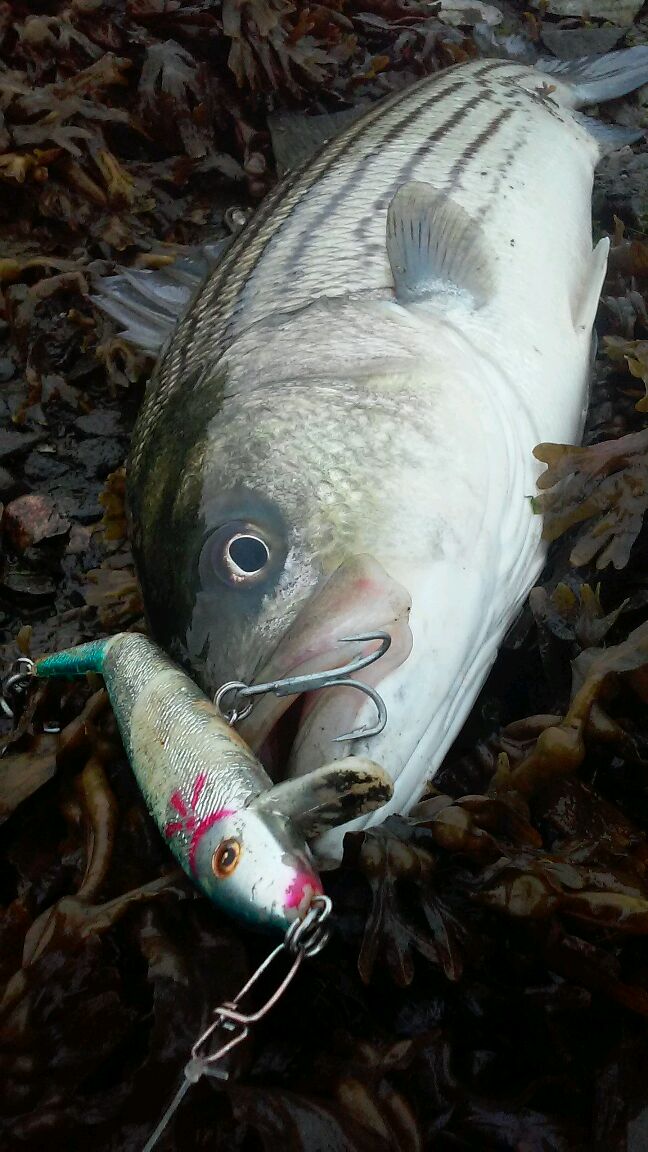 Rhode Island Striped Bass: They Still Hit Traditional Plugs