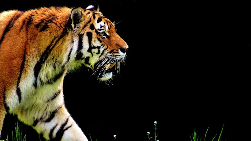 Tiger at Hellabrunn Zoo